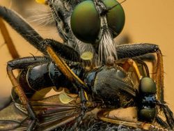 Karya Jawara The World Nature Photographer of The Year 2025 Pukau Mata