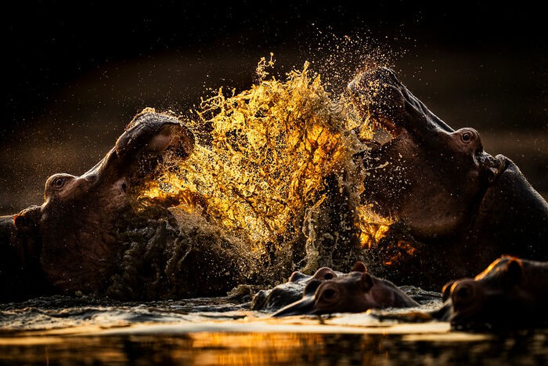 The World Nature Photography Awards 2025