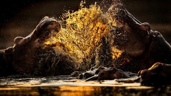 Behaviour - Mammals. Peraih Silver diraih Jonathan Hodgetts dari Inggris. Foto: The World Nature Photography Awards