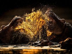 Karya Jawara The World Nature Photographer of The Year 2025 Pukau Mata