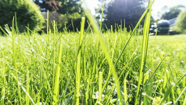 Down low in tall grass perspective looking toward the lawn garden tractor. Suburban residential district neighborhood front yard in June near the city of Rochester in western New York State. NOTE: Colors and features on lawn tractor changed in Photoshop to be generic.