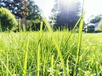 6 Tips agar Rumput Liar Tidak Tumbuh Lagi, Bikin Kebun di Rumah Lebih Cantik!