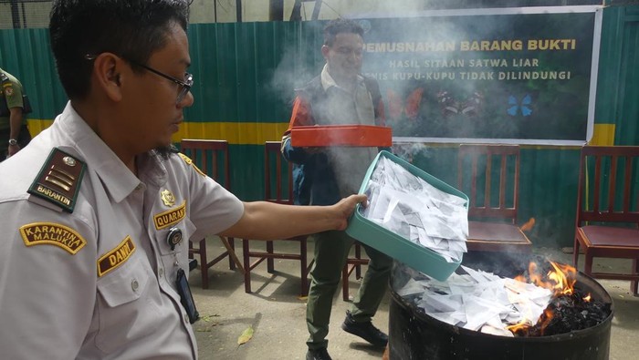 Petugas menunjukkan kupu-kupu yang telah diawetkan hasil sitaan saat pemusnahan di kandang konservasi satwa kota Ambon, Selasa (25/02/2025). Balai Konservasi Sumber Daya Alam (BKSDA) Maluku melakukan pemusnahan 5.400 kupu-kupu ilegal yang telah diawetkan yang direncakan akan dikirim ke China. ANTARA FOTO/Alfian Sanusi/nz.