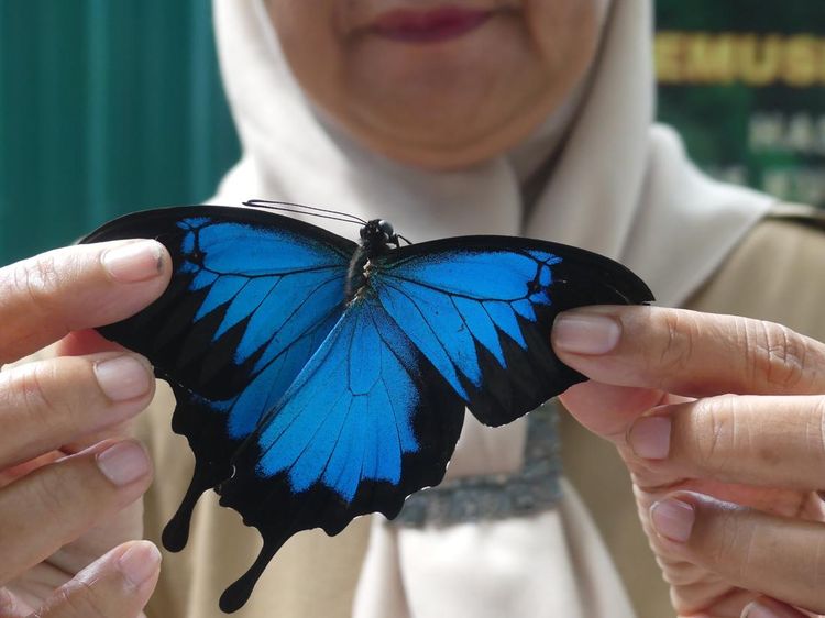 BKSDA Maluku Musnahkan 5.400 Kupu-kupu Ilegal