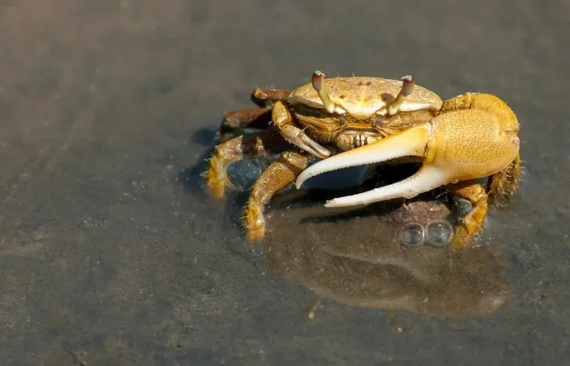 Bocah Ini Dirawat Usai Terjangkit Parasit Gegara Makan Kepiting Mentah