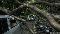 Sebuah pohon tumbang menimpa tiga unit mobil yang tengah menunggu lampu merah di Menteng, Jakarta Pusat, Rabu (26/2/2025).  