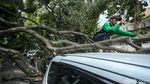 Bruk! 3 Mobil Ringsek Tertimpa Pohon Tumbang di Jakpus