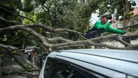Petugas dari Sudin Pertamanan dan Hutan Kota memangkas pohon yang menimpa tiga mobil.  