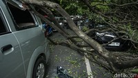 Batang yang menimpa atap mobil itu nampak membuat mobil rusak.  