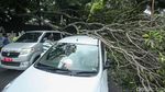 Bruk! 3 Mobil Ringsek Tertimpa Pohon Tumbang di Jakpus