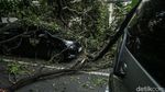 Bruk! 3 Mobil Ringsek Tertimpa Pohon Tumbang di Jakpus