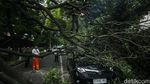 Bruk! 3 Mobil Ringsek Tertimpa Pohon Tumbang di Jakpus