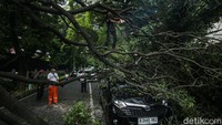 Petugas dari Sudin Pertamanan dan Hutan Kota Jakarta Pusat dibantu PPSU langsung mengevakuasi batang pohon yang tumbang.  