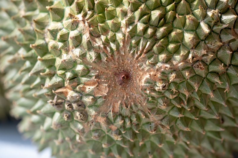 Durian Black Thorn asal Malaysia