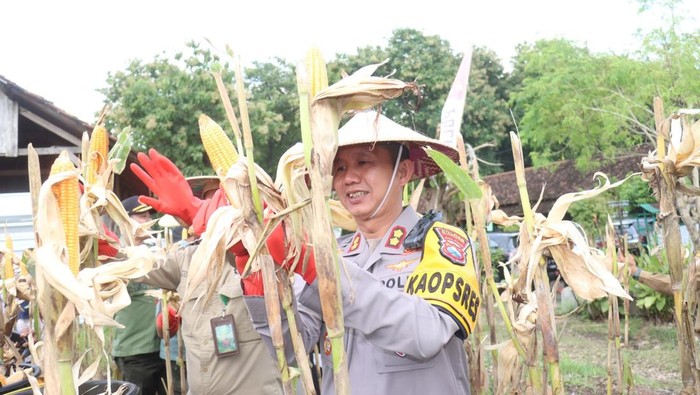Kapolres Bojonegoro AKBP Mario Prahatinto saat panen jagung raya