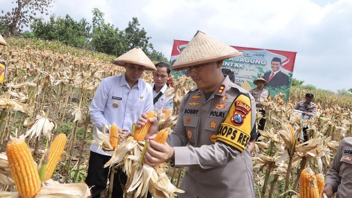 Kapolres Lamongan-Forkopimda Panen Raya Jagung Serentak