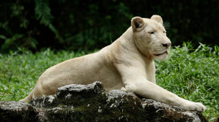Mandisa, singa putih yang disuntik mati di  Mandai Wildlife