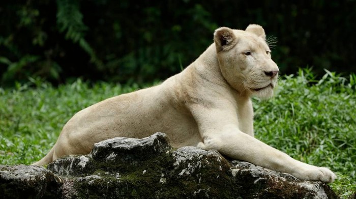 Mandisa, singa putih yang disuntik mati di  Mandai Wildlife