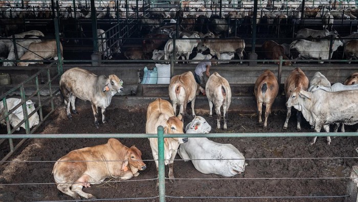 Menengok Tempat Karantina Hewan di Purwakarta, Tampung Sapi Impor Australia Dokter hewan karantina melakukan pengecekan sapi impor dari Australia di Fasilitas Instalasi Karantina Hewan, Purwakarta, Jawa Barat, Selasa (25/2/2025). Fasilitas Instalasi Karantina Hewan di bawah Balai Besar Karantina hewan, ikan dan tumbuhan DKI Jakarta tersebut dikhusukan untuk menampung sapi impor dari Australia yang akan di jual di pasar wilayah Jawa Barat dan DKI Jakarta dengan daya tampung sebanyak 5.600 ekor. ANTARA FOTO/Bayu Pratama S/Spt.