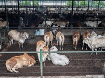 Menengok Tempat Karantina Hewan di Purwakarta, Tampung Sapi Impor Australia