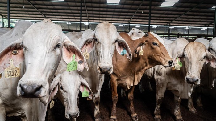 Dokter hewan karantina melakukan pengecekan sapi impor dari Australia di Fasilitas Instalasi Karantina Hewan, Purwakarta, Jawa Barat, Selasa (25/2/2025). Fasilitas Instalasi Karantina Hewan di bawah Balai Besar Karantina hewan, ikan dan tumbuhan DKI Jakarta tersebut dikhusukan untuk menampung sapi impor dari Australia yang akan di jual di pasar wilayah Jawa Barat dan DKI Jakarta dengan daya tampung sebanyak 5.600 ekor. ANTARA FOTO/Bayu Pratama S/Spt.