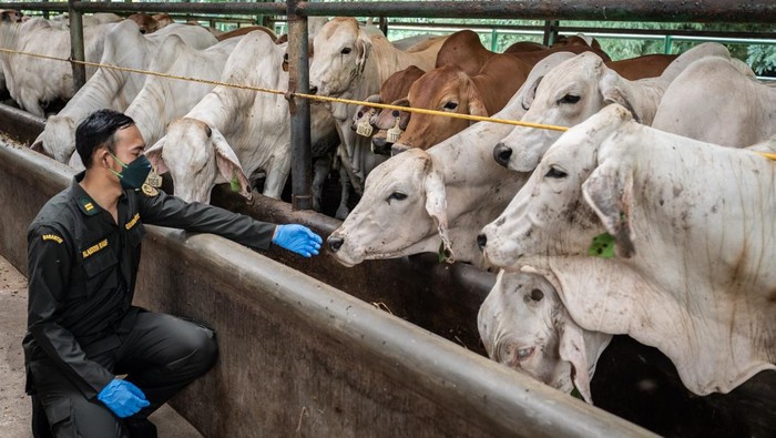 Menengok Tempat Karantina Hewan di Purwakarta, Tampung Sapi Impor Australia Dokter hewan karantina melakukan pengecekan sapi impor dari Australia di Fasilitas Instalasi Karantina Hewan, Purwakarta, Jawa Barat, Selasa (25/2/2025). Fasilitas Instalasi Karantina Hewan di bawah Balai Besar Karantina hewan, ikan dan tumbuhan DKI Jakarta tersebut dikhusukan untuk menampung sapi impor dari Australia yang akan di jual di pasar wilayah Jawa Barat dan DKI Jakarta dengan daya tampung sebanyak 5.600 ekor. ANTARA FOTO/Bayu Pratama S/Spt.