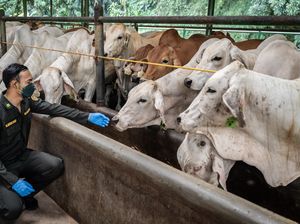 RI Impor Sapi & Daging Australia, Segini Jumlahnya