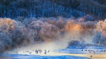 Penghargaan Khusus dalam Wildscape & Animals In Their Habita diraih Hira Punjabi. Lokasi: Hokkaido, Jepang Saat matahari terbit di Hokkaido, burung bangau mahkota merah bergerak melalui tabir kabut, bentuk anggun mereka hampir seperti sapuan kuas di atas kanvas. Foto: Nature Infocus