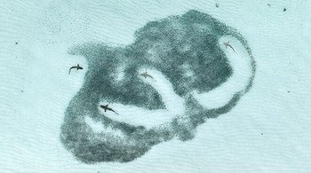 Pemenang Kategori Perilaku Hewan diraih Angela Albi dan August Paula. Lokasi: Athuruga, Maladewa Sekelompok hiu silversides berkepala keras bergerak seirama, berputar-putar untuk menghindar dari segerombolan hiu karang sirip hitam. Ikan-ikan itu bereaksi dalam gelombang, setiap gerakan merupakan upaya untuk tetap berada di luar jangkauan. Namun hiu-hiu itu tidak kenal lelah, berkelok-kelok di antara massa berwarna keperakan, menunggu kesalahan terjadi.Foto: Nature Infocus