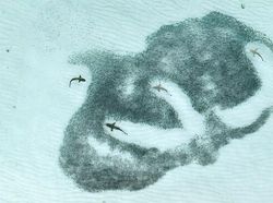 Karya Memukau Jawara Kontes Foto inFocus 2024