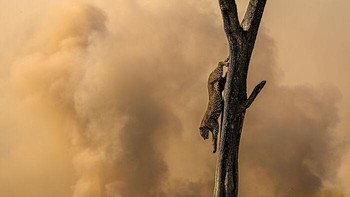 Penghargaan Khusus Dalam Young Photographer Diraih Seyan Hirani. Lokasi: Cagar Alam Masai Mara, Kenya Siang hari di sabana, seekor macan tutul betina bernama Kazuri beristirahat di tempat teduh sebelum mendaki bukit untuk mencari mangsa. Saat ia bergerak ke arah pohon, bingkai yang ditempatkan dengan sempurna menangkapnya dengan latar belakang berasap, menciptakan pemandangan yang memukau dan dramatis. Foto: Nature Infocus