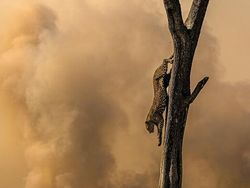 Karya Memukau Jawara Kontes Foto inFocus 2024