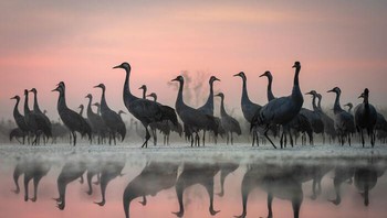 Honor Mention Kategor Potret Hewan Diraih Lukasz Gwizdziel. Lokasi: Polandia Utara Selama bertahun-tahun, kolam yang tenang telah menjadi latar bagi pertemuan burung yang tak terhitung jumlahnya. Pada suatu musim gugur, seorang fotografer menghabiskan waktu berminggu-minggu untuk mengamati burung bangau, dan hanya mendekat di bawah naungan malam untuk menghindari gangguan. Pada suatu pagi ketika ramalan cuaca menjanjikan kesempurnaan, matahari terbit tetap tersembunyi, cahayanya terdifusi oleh kabut. Burung bangau, yang diselimuti cahaya halus ini, berdiri dalam harmoni yang sempurna dengan latar belakang. Foto: Nature Infocus