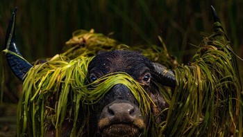 Juara Kedua Kategori Potret Hewan Diraih Prashanthan Yogendranathan. Lokasi: Taman Nasional Wilpattu, Sri Lanka Di perairan tenang Taman Nasional Wilpattu, seekor kerbau air bangkit dari kolamnya, dimahkotai dengan untaian rumput liar yang mengapung. Hiasan yang sekilas ini menambahkan sentuhan keanggunan yang tak terduga pada penampilan kerbau yang tangguh. Foto: Nature Infocus