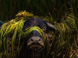 Karya Memukau Jawara Kontes Foto inFocus 2024