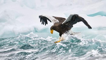 Juara Kedua Kategori Potret Hewan diraih Philippe Ricordel. Lokasi: Hokkaido, Jepang Di perairan dingin Selat Nemuro Jepang, elang laut Steller bergoyang-goyang di atas bongkahan es yang hanyut, sayapnya terbuka lebar untuk menjaga keseimbangan. Gelombang yang tiba-tiba hampir menumbangkan burung itu, menyoroti risiko kehidupan musim dingin di laut. Jika tenggelam, berat bulu yang basah dapat membuat pelarian hampir mustahil, mengubah kesalahan langkah sederhana menjadi bahaya nyata. Foto: Nature Infocus