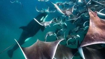 Penghargaan Khusus Perilaku Hewan diraih Merche Llobera. Lokasi: Baja California Sur, Meksiko Ikan-ikan mobula berhamburan ke segala arah saat paus pembunuh menerobos barisan mereka, mencari mangsa berikutnya. Dalam kekacauan itu, fotografer menjadi bagian dari hiruk-pikuk itu, merasakan gesekan sirip saat ikan pari melesat lewat. Foto: Nature Infocus