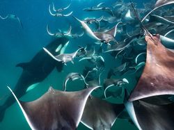 Karya Memukau Jawara Kontes Foto inFocus 2024