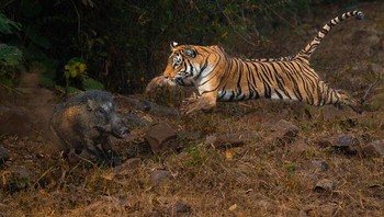 Penghargaan Khusus Kategori Perilaku Hewan diraih Anirudh Laxmipathy. Lokasi: Kolsa, Tadoba Kuwani, harimau betina legendaris Kolsa, masih berkuasa di usia 14 tahun. Seekor babi hutan berkeliaran terlalu dekat, tidak menyadari bahaya di dekatnya. Dalam sekejap, ia melesat maju, otot-ototnya menegang, cakarnya terhunus. Hutan menjadi sunyi saat ia bergerak. Foto: Nature Infocus