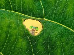 Karya Memukau Jawara Kontes Foto inFocus 2024