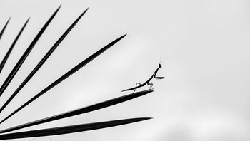 Penghargaan Khusus Dalam Potret Hewan Diraih Satish H. Lokasi: Bangalore, Karnataka Belalang sembah biasanya adalah pemburu yang aktif, terlihat di padang rumput atau bertengger di ranting. Namun, belalang sembah ini tetap diam di atas daun palem, menyerupai doa yang tenang. Garis-garis alami palem membingkai pemandangan dengan indah, menghasilkan komposisi yang mencolok dengan latar langit. Foto: Nature inFocus