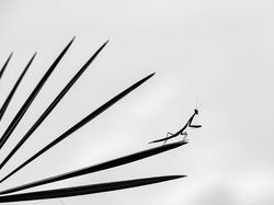 Karya Memukau Jawara Kontes Foto inFocus 2024