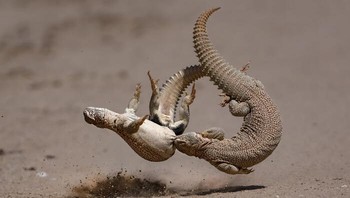 Penghargaan Khusus dalam Perilaku Hewan Diraih Pradyut Kumar Das. Lokasi: Tal Chhapar, Rajasthan Di hamparan tandus Rajasthan, dua kadal berekor berduri terlibat dalam pertarungan kekuatan dan strategi. Foto: Nature inFocus