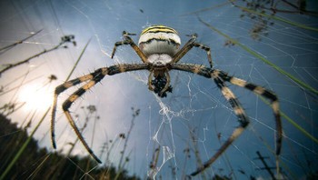 Penghargaan Khusus Dalam Potret Hewan diraih Roman Willi. Lokasi: Lucerne, Swiss Seekor laba-laba tawon memegang mangsanya yang sedang berjuang, jaringnya yang rumit bagaikan perangkap yang dijalin dengan presisi. Diambil dengan lensa makro CCTV yang dibuat khusus, gambar ini menawarkan pandangan sudut lebar yang intim dari seorang pemburu yang sedang bekerja. Foto: Nature inFocus