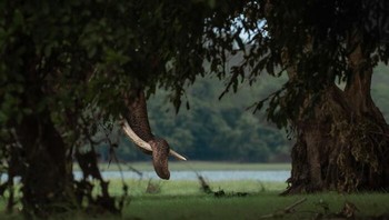 Juara Kedua dalam Young Photographe Oleh Danuja Palihawadana Arachchi. Lokasi: Taman Nasional Minneriya, Sri Lanka Di Taman Nasional Minneriya, fotografer menjelajahi lanskap untuk mencari gajah perkasa—tentu saja, salah satu mamalia darat terbesar tidak akan sulit ditemukan. Namun setelah berjam-jam mencari, pandangan pertama yang terlihat bukanlah siluet yang menjulang tinggi, melainkan belalai tunggal yang muncul dari hutan belantara. Foto: Nature inFocus