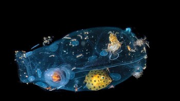 Penghargaan Khusus dalam Perilaku Hewan Diraih Massimo Giorgetta. Lokasi: Selat Lembeh, Indonesia Foto: Nature inFocus