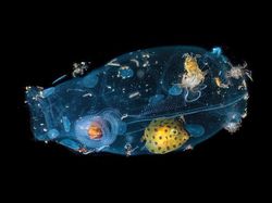 Karya Memukau Jawara Kontes Foto inFocus 2024