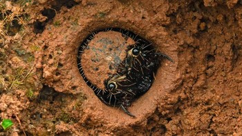 Penghargaan Khusus Dalam Potret Hewan Diraih Amith Kiran Menezes. Lokasi: Mangalore, Karnataka Tersembunyi di dalam tanah, larva kumbang macan menunggu, liangnya berfungsi sebagai tempat berlindung sekaligus tempat berburu. Diikat dengan kait kecil di punggungnya, ia tetap tidak bergerak hingga saat yang tepat. Kemudian, dalam sekejap, ia menyerang, menarik mangsanya yang tidak curiga ke bawah tanah. Foto: Nature inFocus