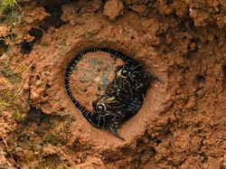 Karya Memukau Jawara Kontes Foto inFocus 2024