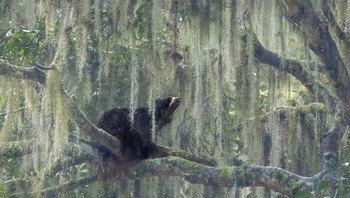 Pemenang dalam kategori Wildscape & Animals In Their Habitat diraih Jacquie Matechuk. Lokasi: Pegunungan Andes, Ekuador Di pegunungan Andes Ekuador yang tinggi, Tony, seekor Beruang Kacamata jantan yang besar, mencari perlindungan dari panasnya siang hari di pelukan pohon ara berusia seabad. Diselimuti lumut Spanyol, pohon itu bergoyang lembut mengikuti irama napas ngarai. Saat hujan ringan mulai turun, ia berdiri dan menengadah ke langit, seolah menyambut kesejukan yang melegakan. Foto: Nature inFocus